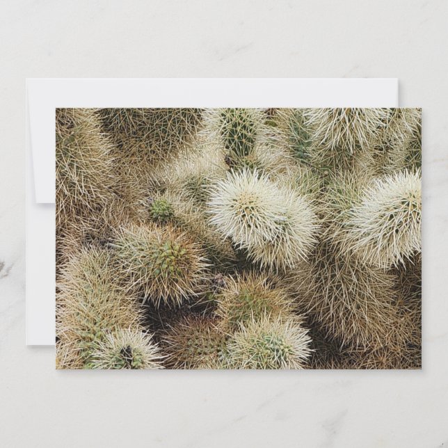 Cholla Cactus Photo Note Card (Front)