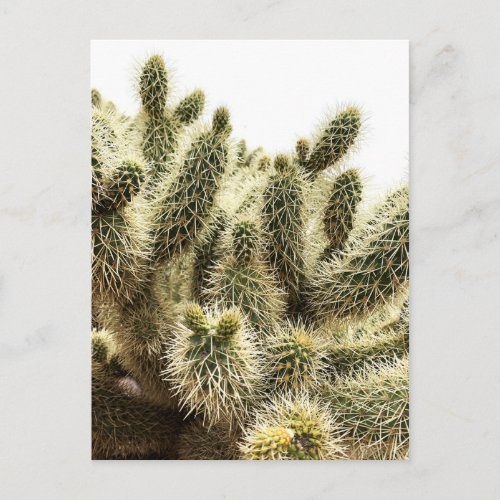 Cholla Cactus Postcard