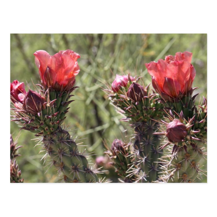 Cholla Flowers Postcard