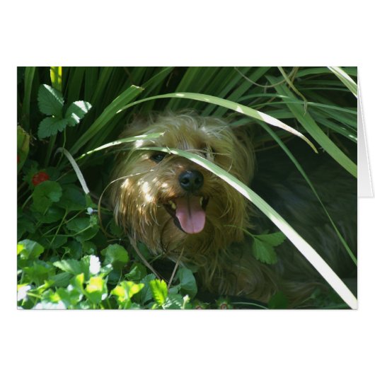 Chompers, The Earl of Puppydom Cards (Front Horizontal)