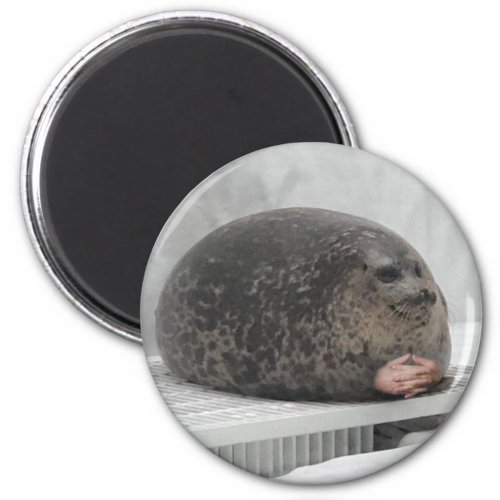 Chonky seal Magnet