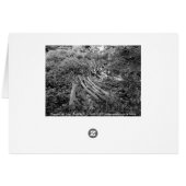 Chopped Up Tree Cards (Back Horizontal)