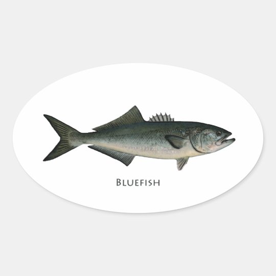 Chopper Bluefish Oval Sticker