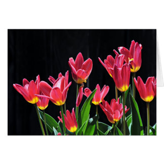 Chorus of Tulips Cards