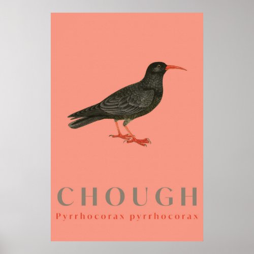 Chough bird Watercolour Poster