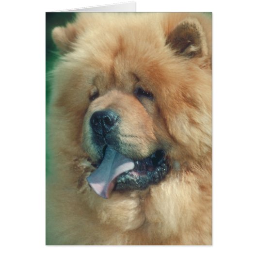 Chow Chow Cards (Front)