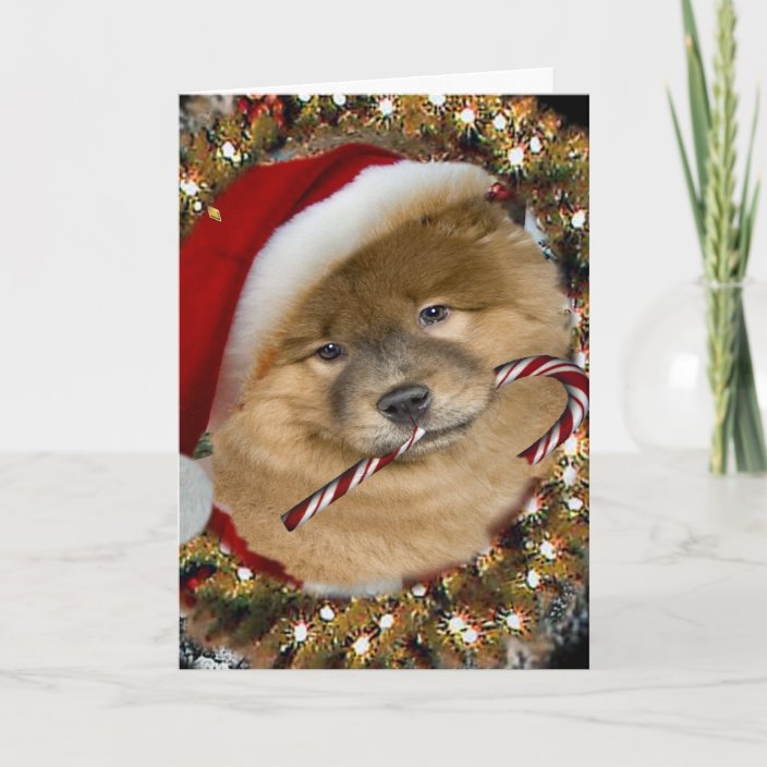 christmas chow chow