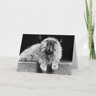 Chow Chow Dog on Porch, Black and White Card