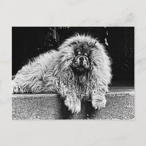 Chow Chow Dog on Porch Black and White Postcard