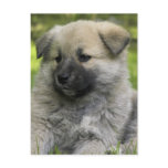Chow Chow Dog Postcard