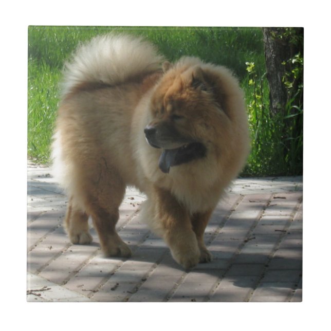 chow chow full ceramic tile (Front)
