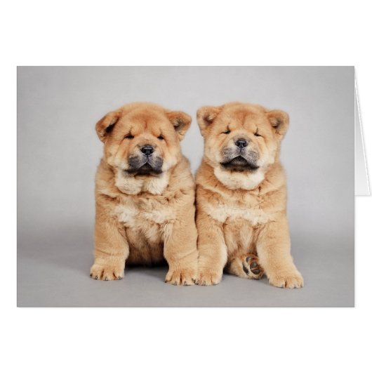 Chow chow puppies cards (Front Horizontal)