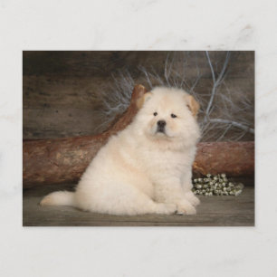 Chow Chow Puppy Dog Blank Greeting Post Card