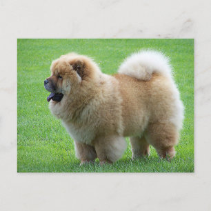 Chow Chow Puppy Dog Blank Greeting Post Card