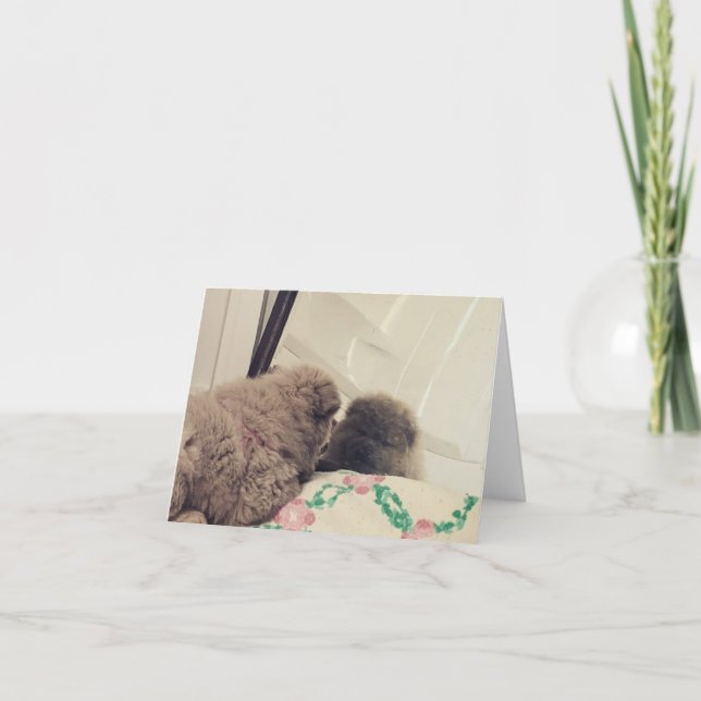 chow chow puppy sees herself in mirror thank you card (Front)