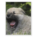 Chow Chow Puppy Temporary Tattoos