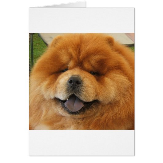 Chow Chow Rescue Cards (Front)