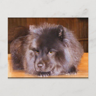 Chow Postcards