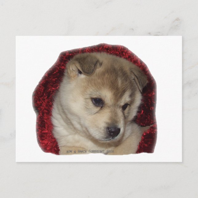Chow Puppy in Red Scarf Postcard (Front)