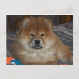 Chow Puppy Postcard