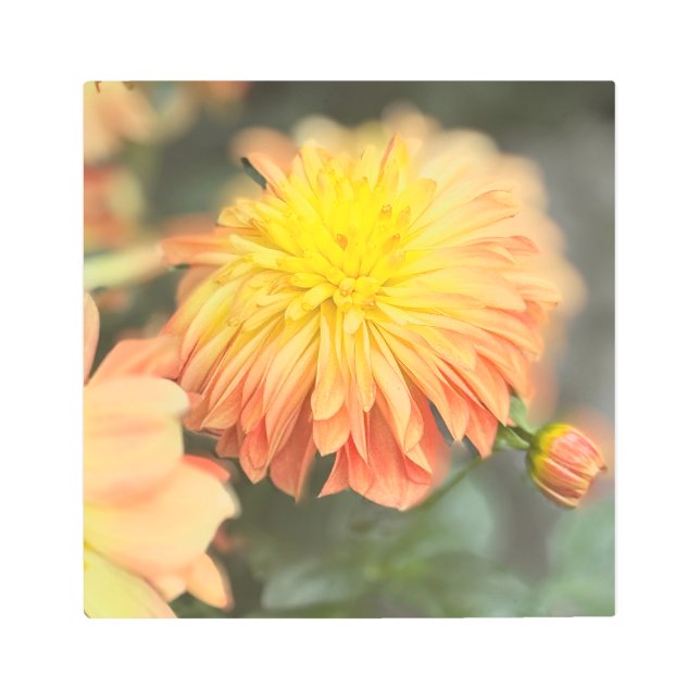 Chris' Chrysanthemum 2925 Metal Print (Front)