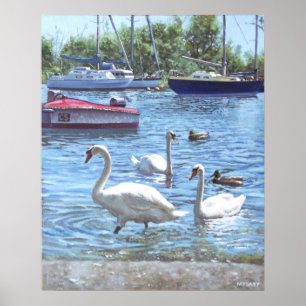 christchurch harbor swans and boats poster