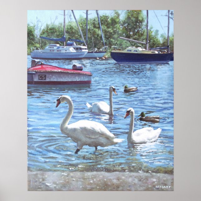 christchurch harbor swans and boats poster (Front)