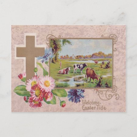 Christian Cross Daisy Cow Pasture Postcard