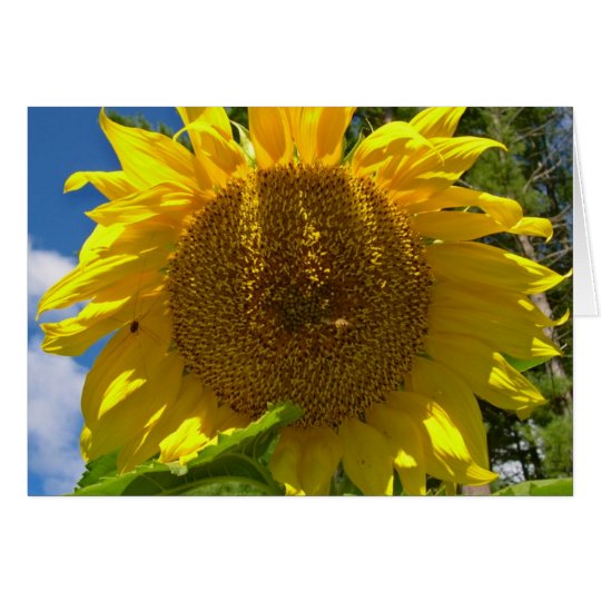 Christian Sunflower Birthday Card