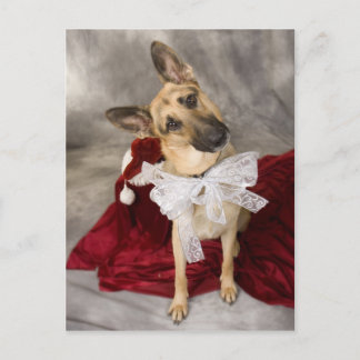 Christmas Alsatian Holiday Postcard