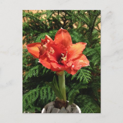 Christmas Amaryllis Flower Holiday Postcard
