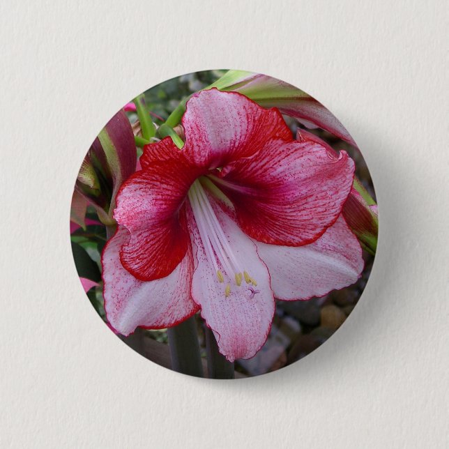 Christmas Amaryllis Red Holiday Floral Button (Front)