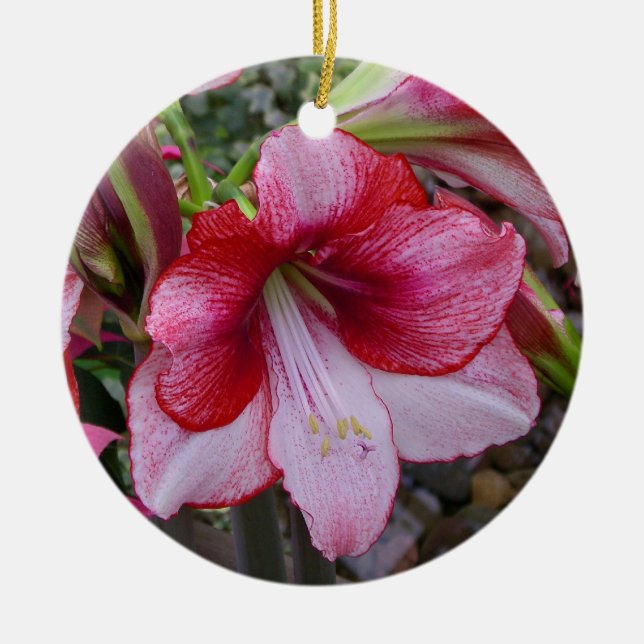 Christmas Amaryllis Red Holiday Floral Ceramic Ornament (Front)