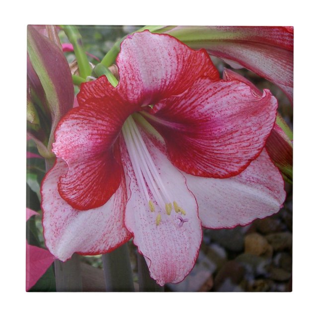 Christmas Amaryllis Red Holiday Floral Ceramic Tile (Front)