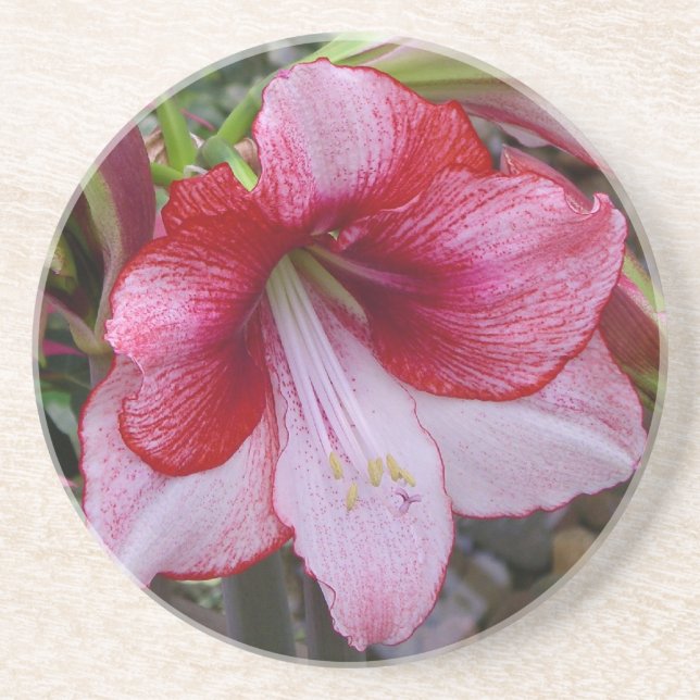 Christmas Amaryllis Red Holiday Floral Drink Coaster (Front)