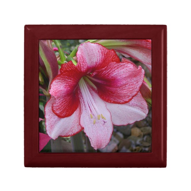 Christmas Amaryllis Red Holiday Floral Jewelry Box (Front)