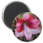 Christmas Amaryllis Red Holiday Floral Magnet