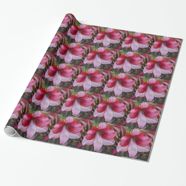Christmas Amaryllis Red Holiday Floral Wrapping Paper (Unrolled)
