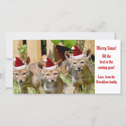 Christmas Baby Coyote Photo Holiday Card