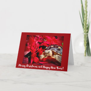 Christmas Baby Sulcata Turtle and red poinsettias Card