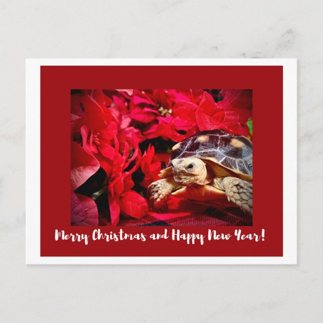 Christmas Baby Sulcata Turtle and red poinsettias Postcard (Front)