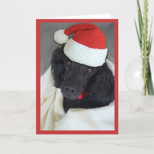 Christmas Bah Humbug Black Poodle in Santa Hat Holiday Card