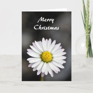 Christmas beautiful white and yellow daisy holiday card