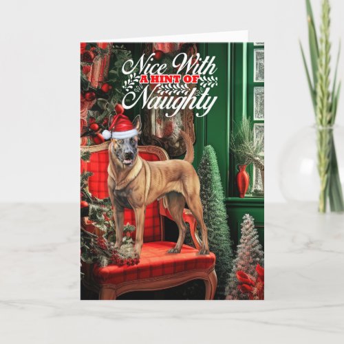 Christmas Belgian Malinois Dog Naughty or Nice Holiday Card