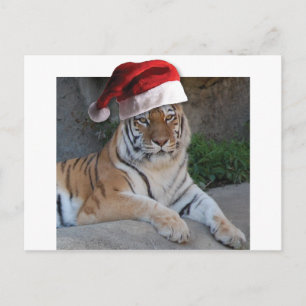 Christmas Bengal Tiger Holiday Postcard