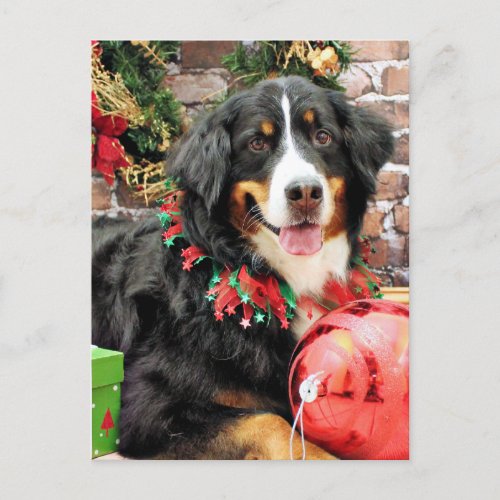 Christmas _ Bernese Mountain Dog _ Chloe Holiday Postcard