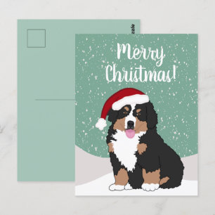 Christmas Bernese mountain Dog Postcard