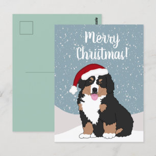 Christmas Bernese mountain Dog Postcard