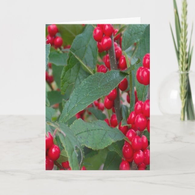 Christmas Berries Greens Holidays Red White Colors Holiday Card (Front)