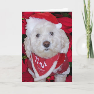 Christmas Bichon Frise Dog Holiday Card